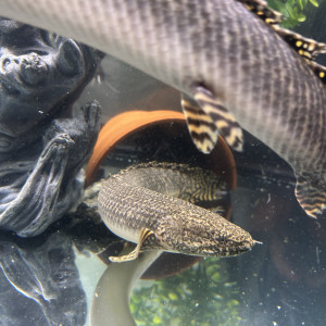 Deux Polypterus Ornatipinnis