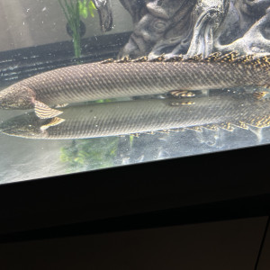Deux Polypterus Ornatipinnis