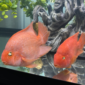 Deux poisson perroquet 25cm