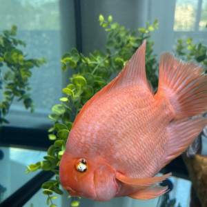 Deux poisson perroquet 25cm