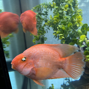 Deux poisson perroquet 25cm