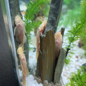 Ancitrus albinos mâle