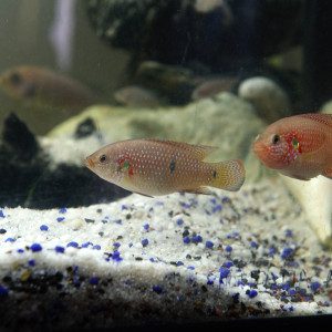 Don colonie de cichlidés joyaux