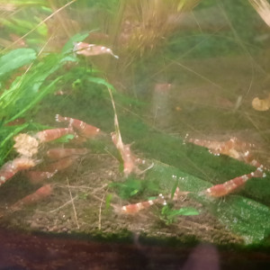 Crevette Caridina Cantonensis