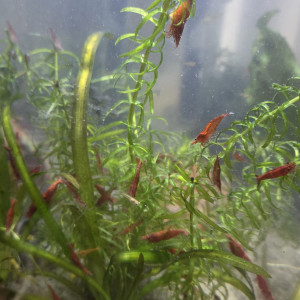 Crevettes red cherry