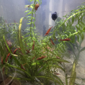 Crevettes red cherry