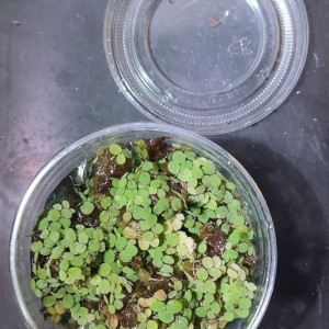 Plante flottante - Salvinia