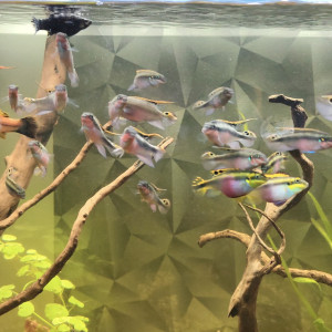 Palmetto disponibles – couple + mâles