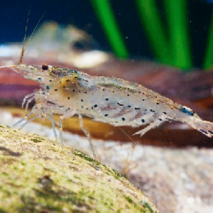 Caridina multidentata (ex-japonica) - crevettes Amano