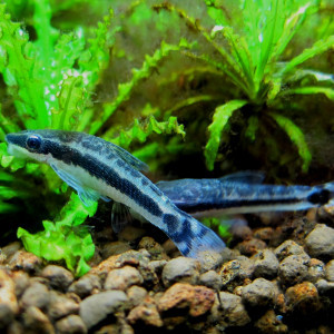 Otocinclus affinis