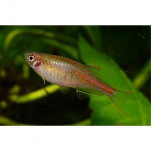 Danio choprae