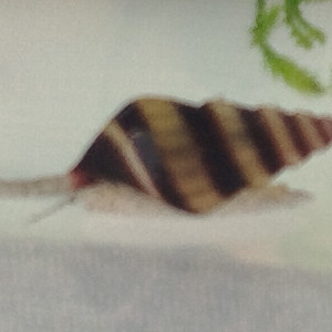 Lot escargots Anentome helena assassin