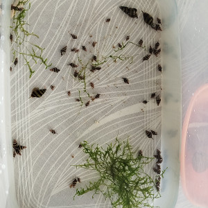 Lot escargots Anentome helena assassin