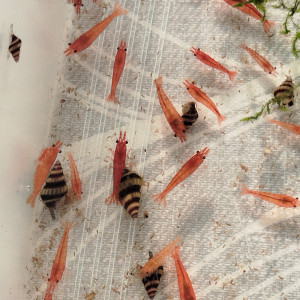 Lot crevettes neocaridina rouge