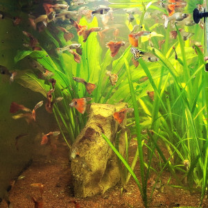 Lot de 10 guppys (au choix : mâles ou femelles)