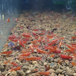 Neocaridina sakura red