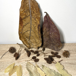 Pack S décoration naturelle pour aquarium biotope