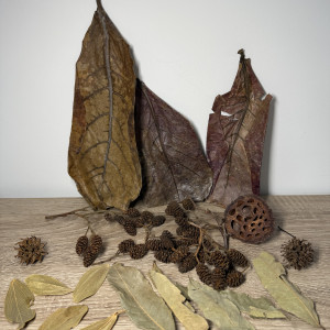 Pack M décoration naturelle pour aquarium biotope