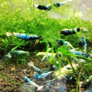 crevettes crazy blue caradina