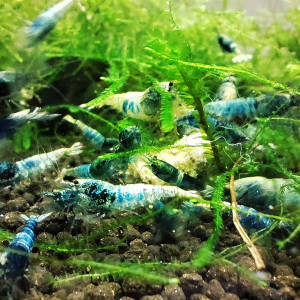 crevettes crazy blue caradina