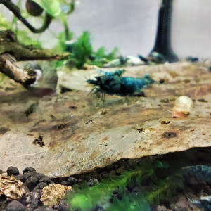crevettes crazy blue caridina