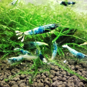crevettes crazy blue caradina