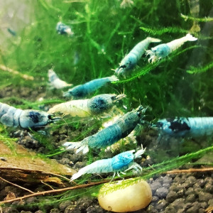 crevettes blue steel caradina
