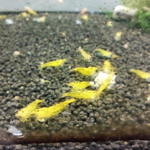 crevettes yellow king kong YKK caradina