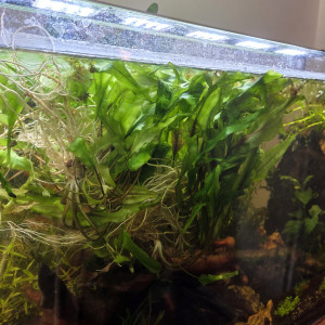 Boutures plantes aquarium