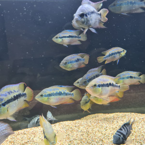 Vends  Cichlasoma salvini adulte male et femelle et Amatitlania nigrofasciata adulte male et femelle