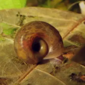 Planorbes roses / bruns