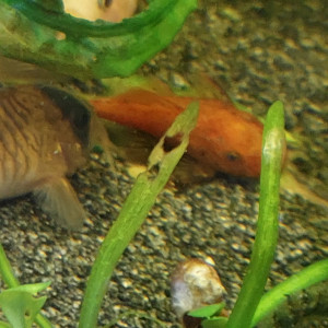 Ancistrus sp red super red