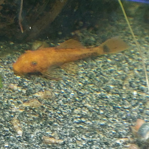 Ancistrus sp red super red