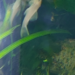 Ancistrus snow white extra blanc