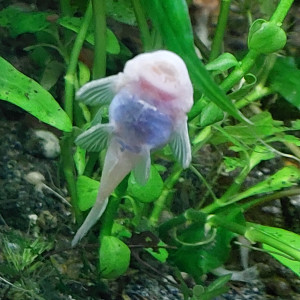 Ancistrus snow white extra blanc