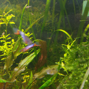 Guppy endler blue star