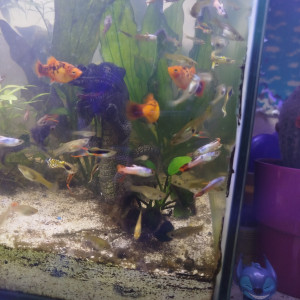 Dons poissons guppys platy crevettes