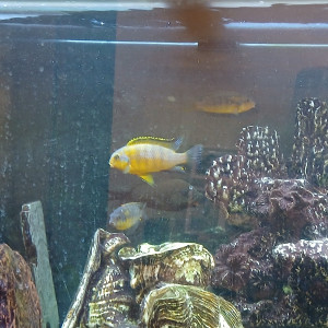 pseudotropheus tropheops magunga ciclides malawi