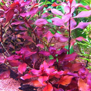 Ludwigia Palustris super red