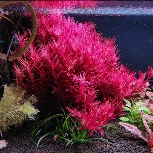Rotala blood red SGV