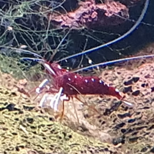 Caridina dennerli sulawesi