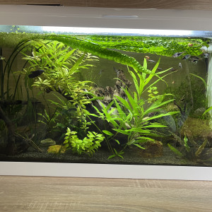 Don poissons (bettas splendens, L129, crevettes, rasbora, tanichthys)