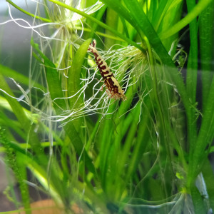 Lot de 11 Crevettes Juvéniles Galaxy Fishbone Red, gène Red boa