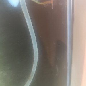 Échange deux platys mâle contre deux femelles