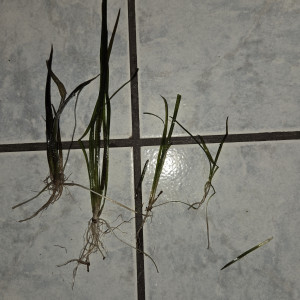 Vallisneria americana