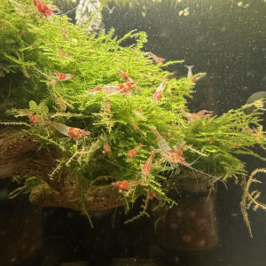 Crevette neocaridina davidi  Red Rili