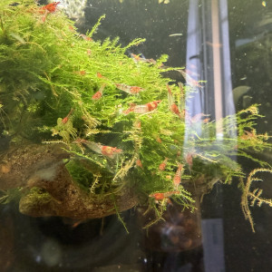 Crevette neocaridina davidi  Red Rili