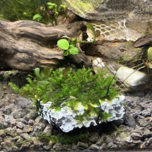 Plante epiphytes (moss sûr biocerapond)