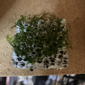 Plante epiphytes (moss sûr biocerapond)