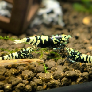 Caridina/guppy/platy